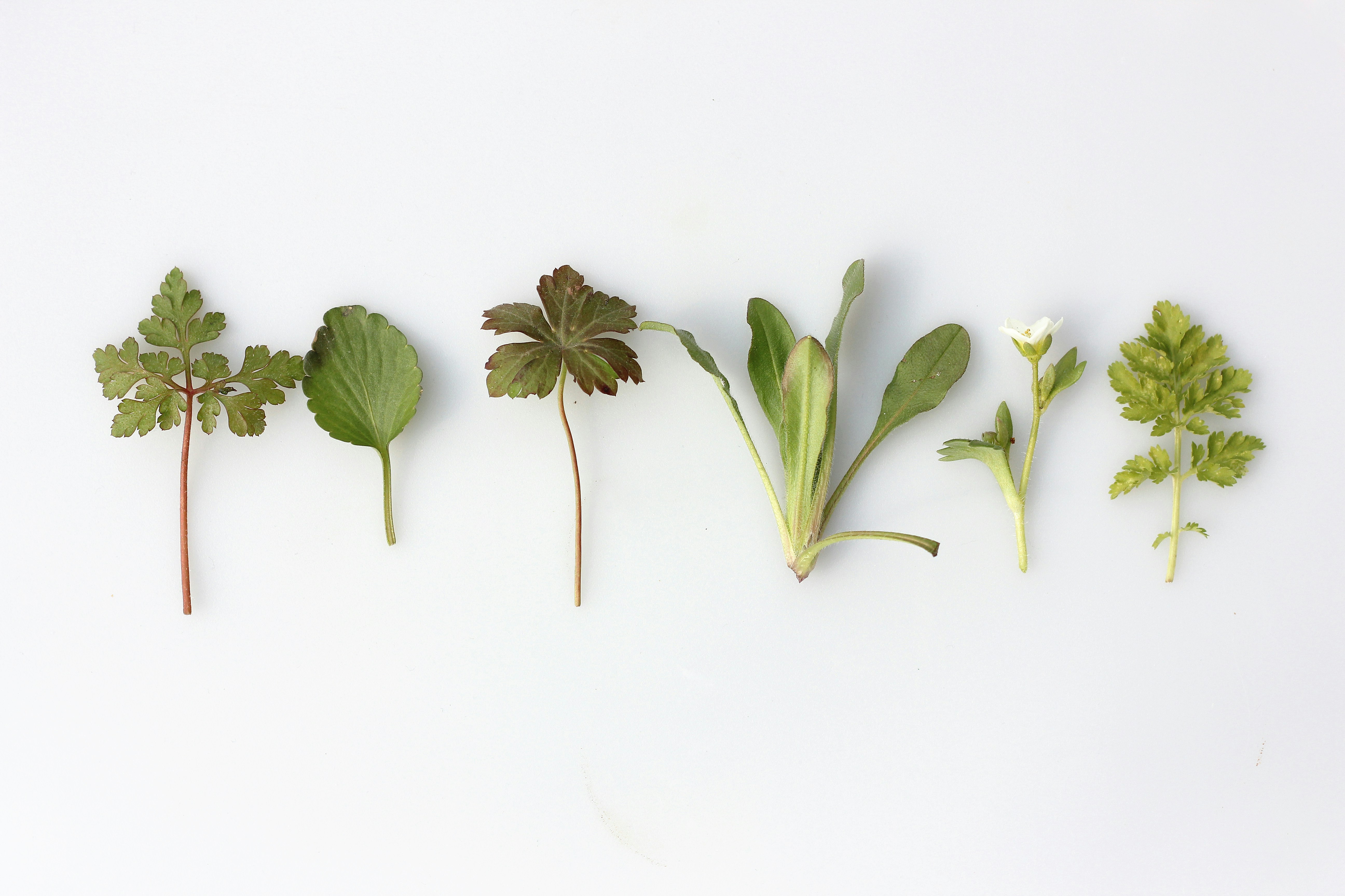 Six botanical herb specimens laid out on a white background — roots, leaves, flowers